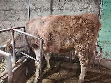 Аквариумдар: Сатам | Уй (ургаачы) | Симментал — 1