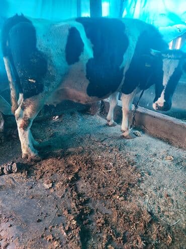 добрый карова: Продаю | Корова (самка) | Голштин | Для разведения, Для молока — 1