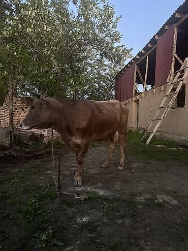 бал мёд: Продаю | Корова (самка), Тёлка | Для молока | Племенные, Искусственник — 2