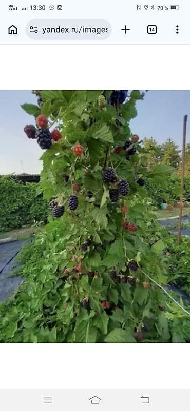 nano reflector: Ежевика садовая (безшипная, крупноплодная) - Ягоды крупные — 2