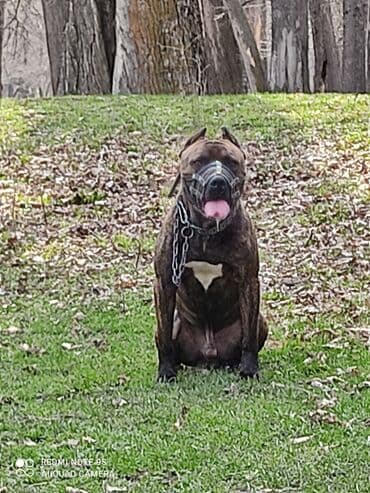 домик для собаки купить: Вязка! — 3