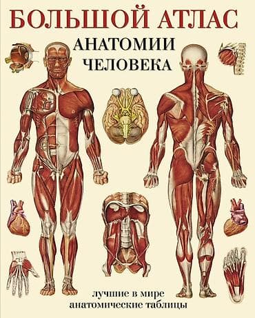 Книги и журналы: Большой атлас анатомии человека (в 2-х частях) Иллюстрированное — 1
