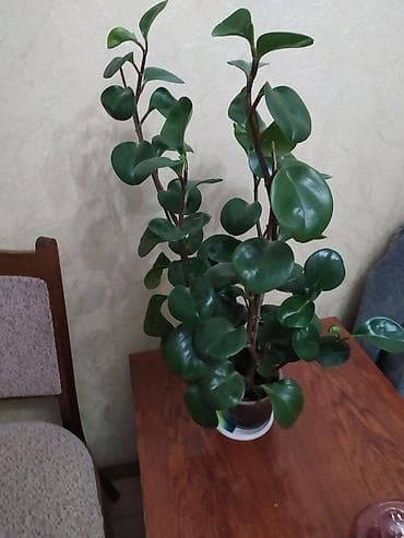 Пеперомия туполистная (Peperomia obtusifolia) в горшке. - Компактный