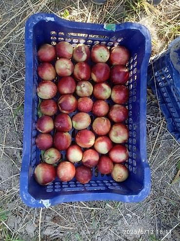 земельный риэлтор: 110 соток, Для бизнеса, Договор купли-продажи — 9