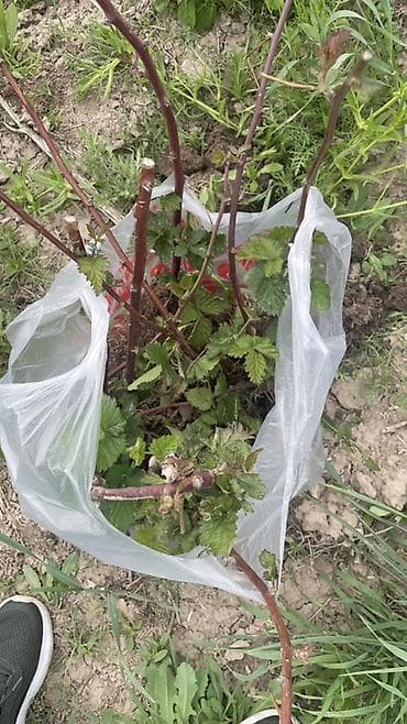 Саженцы ежевики (без шипов/минимум шипов по фото не уточняется) в