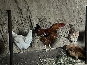 продажа собаки: Продаю | Куры | Домашняя | Для разведения — 3