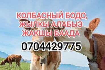 Куплю | Коровы, быки, Лошади, кони | Круглосуточно, На откорм, Откормленные — 1