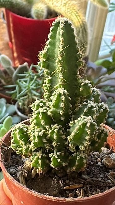 сколько стоят кактусы: Коллекция суккулентов в горшках 1) Кристатная форма кактуса/молочая — 5