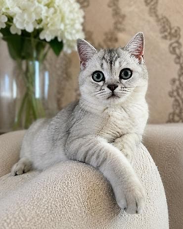 кошка домашный: Скотиш Фолд (Шотландская вислоухая), 2 месяца, Мальчик, Серебристая шиншилла, Приучена к лотку — 1