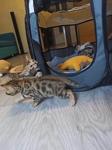 котяти: Леопардовые Котята от мамы-бенгалки. Помись! Котятам 1 месяц. Родились — 7