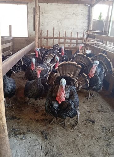 декоративные кролики: Индюки породы бронзовая (классические темные с бронзовым отливом) — 1