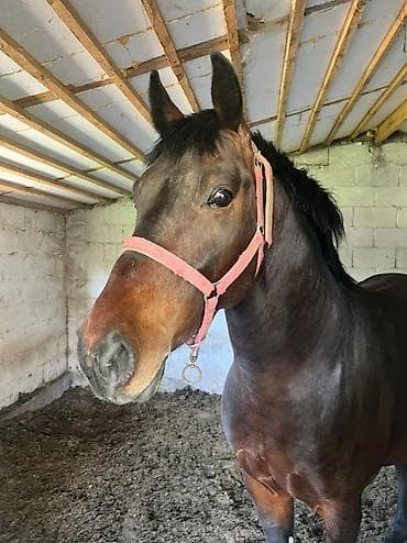 Продаю | Жеребец | Рабочий | Осеменитель