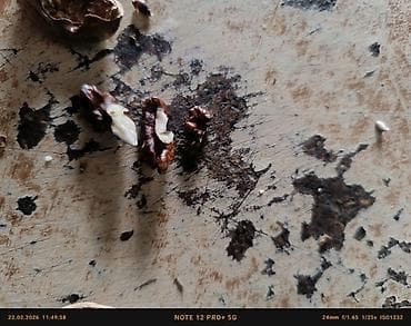 финиковые пальмы: Грецкий орех в скорлупе - Натуральные орехи, собранные вручную. - — 1