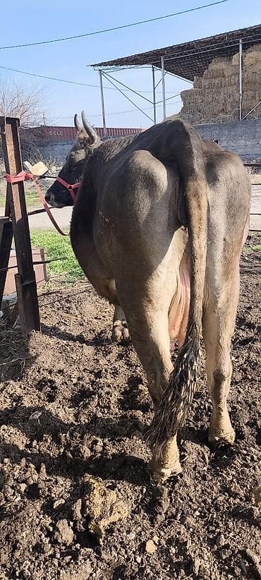 каровы юрьевка: Продаю | Корова (самка) | Алатауская, Швицкая | Для разведения, Для молока | Племенные, Стельные, Искусственник — 6