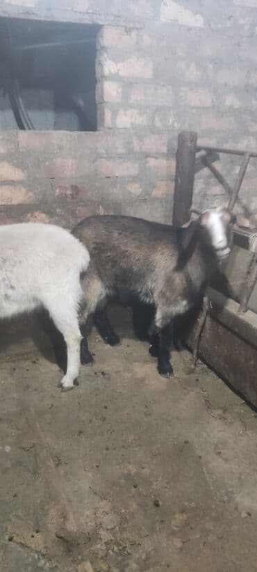 продаю в связи с переездом: Сатам | Теке (эркек) | Аргын — 1