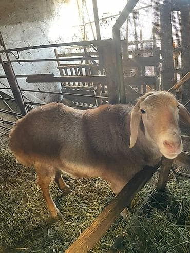 овчарка белгийский: Продаю | Баран (самец) — 3