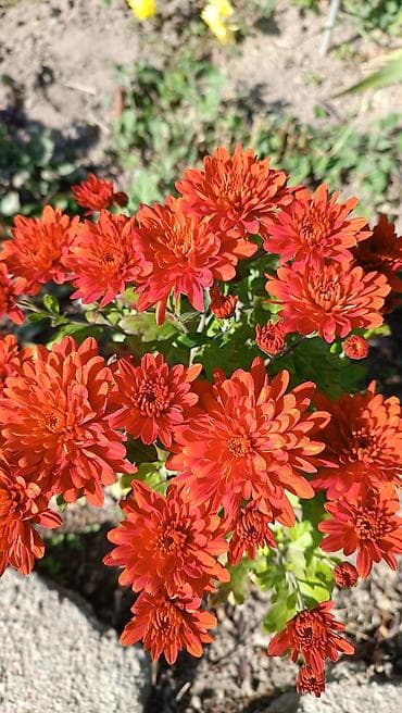 шторы цена бишкек: Саженцы — 4