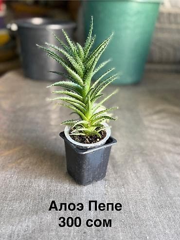 Кактусы: Эхинопсис хамецереус (Echinopsis chamaecereus), который в народе часто — 3