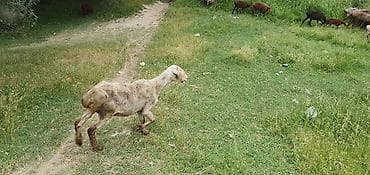 мешок для силос: Продаю | Овца (самка) | Гиссарская, Арашан — 9