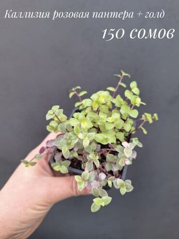 живые растения в аквариум купить: Комнатные растения, цветы (молодые растения, взрослые экземпляры). Не — 12