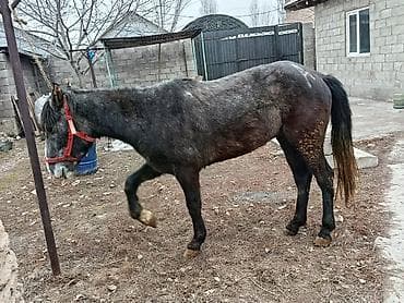 кунан ат: Продаю | Конь (самец) | Рабочий — 6