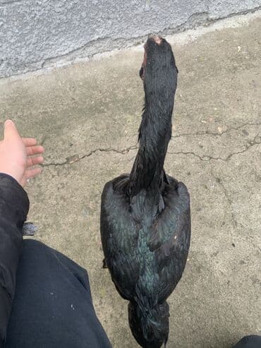 продаю породистых коров: Продаю | Куры, Петух | Дакан | Для разведения, Несушки, Для боев — 4