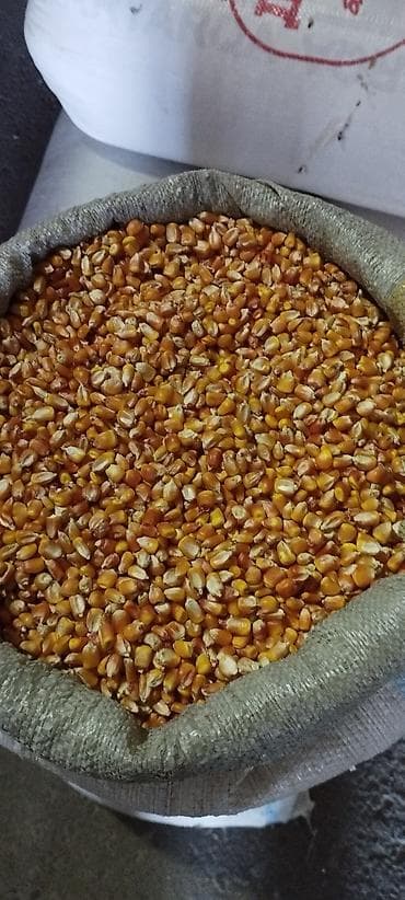 Продаю рушенную кукурузу. Чыгарылган жугору сатылат. Стекляшка унга — 3