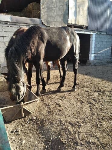 породистые кошки в добрые руки: Продаю | Жеребец | Для разведения, Конный спорт | Племенные — 3