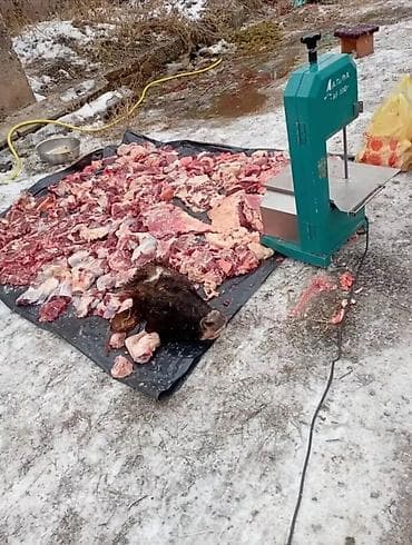 Дом и сад: Ленточная пила по мясу Альфа AF480 Профессиональный станок для — 2