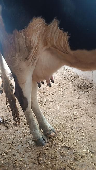 булан животное: Продаю | Корова (самка) | Для молока | Привязанные — 4