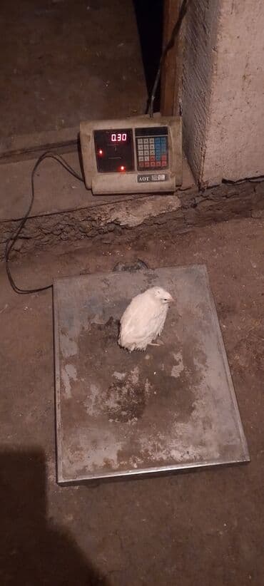 домик для кролика: Перепелка от суточных до несушек вывод каждые 3дня маточное поголовье — 4