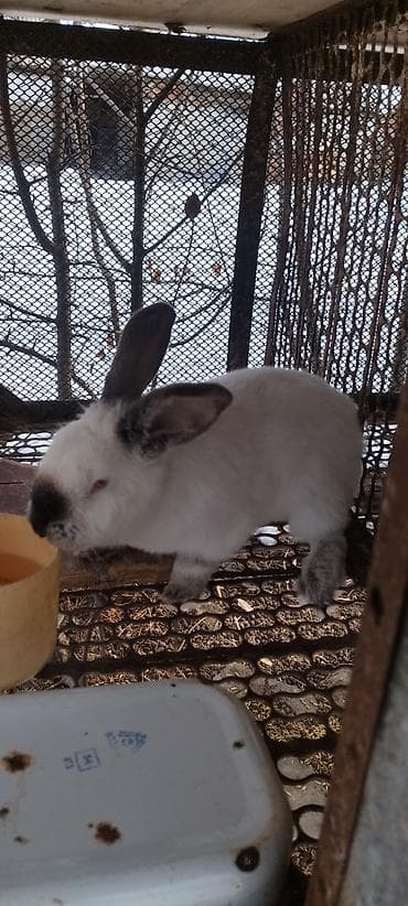 куплю мясо кролика: Продаю | Крольчиха (самка), Кролик самец — 3