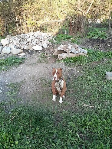 декоративная рыба: Американский питбультерьер (кобель) рыже-белого окраса. - Статный — 4