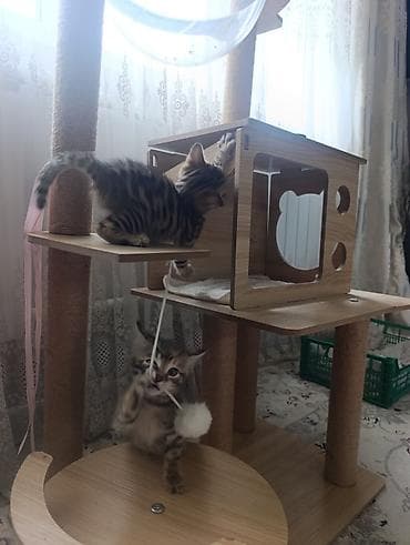 керме тоо: Котята бенгальской породы 2 месяца — 4