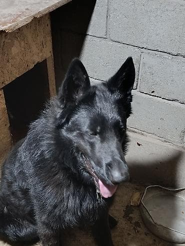 бойцовский питбуль: Немецкая овчарка, 2 года, Самец — 10