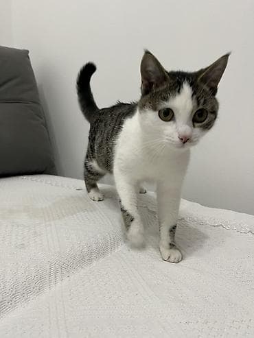 кошка сфинкс с шерстью: Кошка даром: Беспородная, 9 месяцев, Девочка, Кастрирована, Приучена к лотку, Проглистована — 3