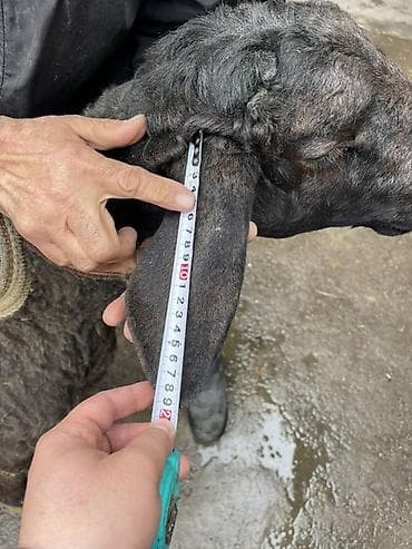 полша ат: Продаю | Баран (самец) | Арашан | На забой, Для разведения — 7