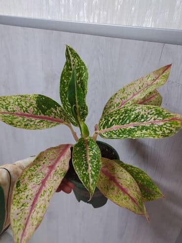 растения аквариумные купить: Другие комнатные растения — 2