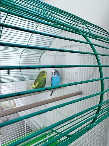 дикий голуб: Пара волнистых попугаев с просторной клеткой и аксессуарами. Состав — 1