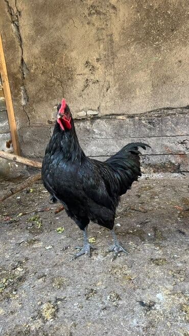 Продаю | Петух | Для разведения