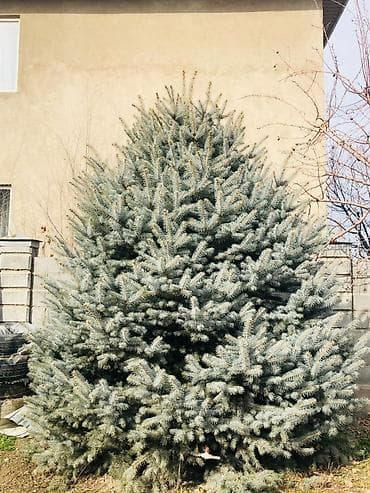 голубые ель: Саженцы деревьев: Ели, Самовывоз — 3