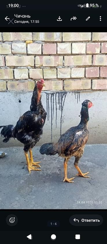 арашан ко: Сатам | Тооктор | Тебиштирүүчү | Көбөйтүү үчүн — 2