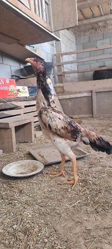 порода собаки шпиц цена: Продаю | Петух | Бойцовая | Для разведения — 1