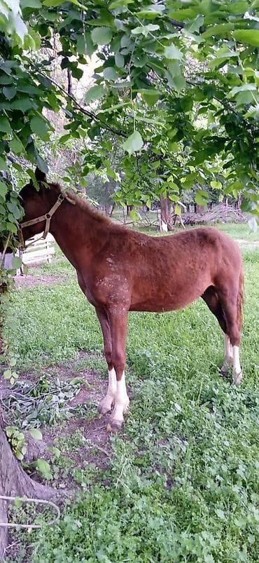 ат бишкек: Сатам | Тай | Жумушка — 5