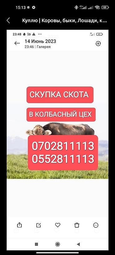 Куплю | Коровы, быки, Лошади, кони | Круглосуточно, Любое состояние, Забитый at lalafo.kg Куплю | Коровы, быки, Лошади, кони | Круглосуточно, Любое состояние, Забитый