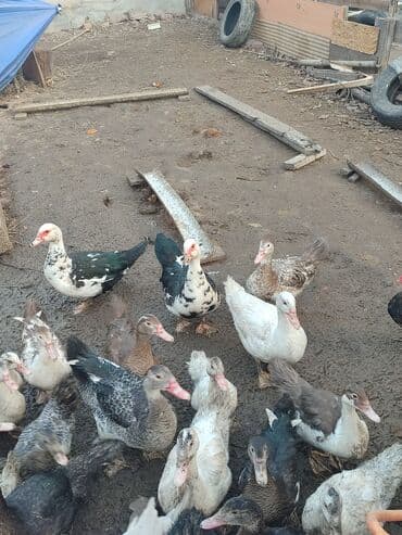 Мускусные утки (индоутки), разноцветное поголовье.цена договорная -