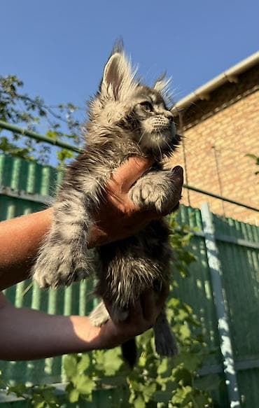 кошка серая: Мейн-кун, 2 месяца, Мальчик, Приучена к лотку, Проглистована, С документами — 6