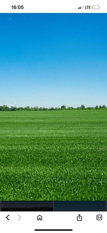 ат касилке: Газонный дерн (рулонный газон) - Плотный, насыщенно‑зеленый покров — 1