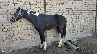 Продаю | Жеребенок | Для разведения | Мерин at lalafo.kg Продаю | Жеребенок | Для разведения | Мерин