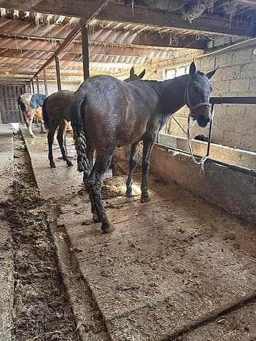 для лошади: Продаю | Конь (самец) | Для разведения | Племенные — 1